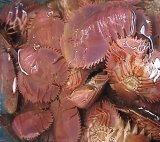 【活】うちわえび　 1.0kg (8〜9個)  　