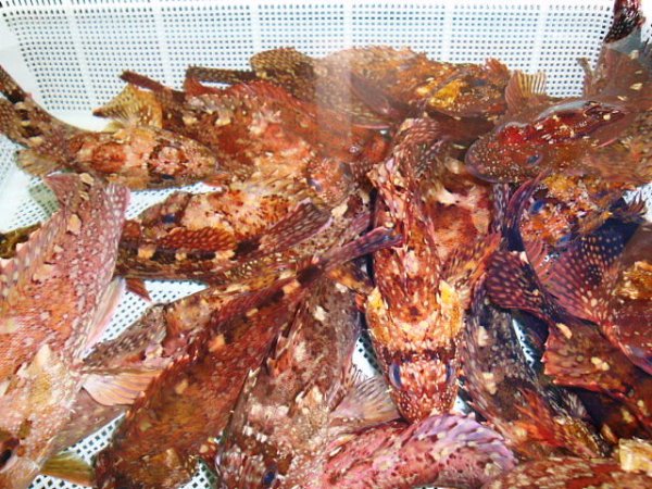 画像1: 天然　あらかぶ（かさご） 1kg 2000円　