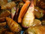 塩茹で！　切り口みな（チャンバラ貝）1kg　2300円