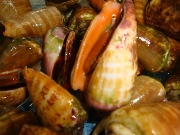 画像1: 塩茹で！　切り口みな（チャンバラ貝）1kg　2300円