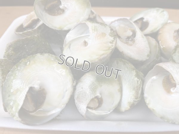 画像1: 塩茹で！たかせみな　1kg　1500円