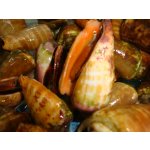 画像: 塩茹で！　切り口みな（チャンバラ貝）1kg　2300円