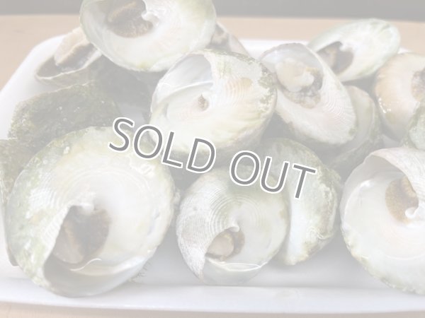 画像1: 塩茹で！たかせみな　1kg　1500円