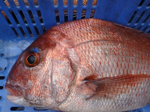 画像: 天然 真鯛　1.2~1.4kg　税込3000円
